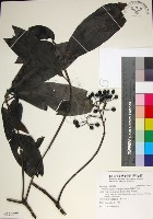 藏品(薄葉玉心花)的圖片