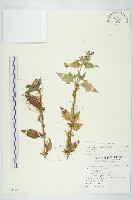 藏品(平原菟絲子)的圖片