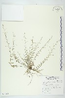 藏品(狹葉土丁桂)的圖片