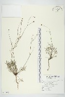 藏品(香茹)的圖片