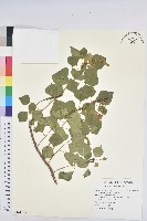 藏品(烏臼)的圖片