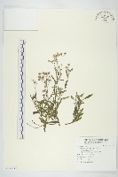 藏品(一枝香)的圖片