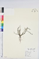 藏品(葉下珠、珠仔草)的圖片