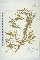 藏品(銀膠菊)的圖片