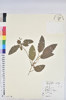 藏品(雞骨香)的圖片