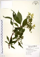 藏品(華八仙)的圖片