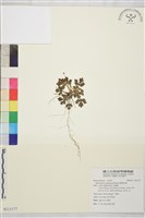 藏品(鹿場毛茛)的圖片