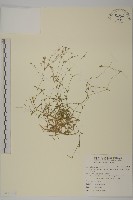藏品(玉山卷耳)的圖片