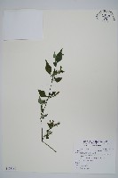 藏品(曲莖馬藍)的圖片