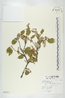 藏品(藤胡頹子)的圖片