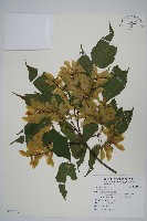 藏品(尖葉槭)的圖片