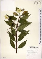 藏品(華八仙)的圖片