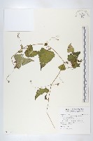 藏品(黑果馬交兒)的圖片