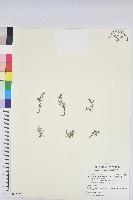 藏品(鵝鑾鼻大戟)的圖片