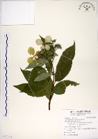 藏品(華八仙)的圖片