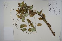 藏品(蘭嶼牛皮消、蘭嶼白薇)的圖片