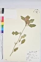 藏品(猩猩草)的圖片