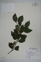 藏品(草野氏冬青)的圖片