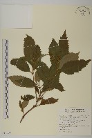 藏品(草珊瑚、紅果金粟蘭)的圖片