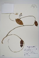 藏品(爬森藤)的圖片