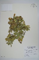 藏品(琉球黃楊)的圖片