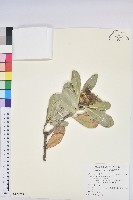 藏品(蘭嶼土沉香)的圖片