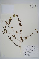 藏品(滿福木)的圖片