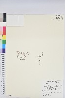 藏品(鵝鑾鼻大戟)的圖片