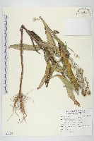 藏品(鵝仔草)的圖片