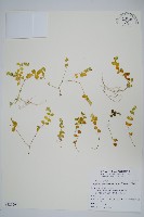 藏品(早田氏爵床)的圖片