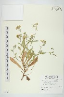 藏品(臺灣假黃鵪菜)的圖片