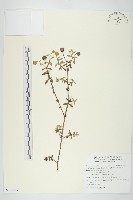 藏品(天蓬草舅)的圖片