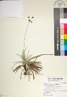 藏品(乾溝飄拂草)的圖片