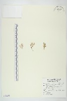 藏品(石胡荽、吐金草)的圖片