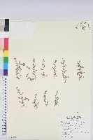 藏品(小葉大戟)的圖片