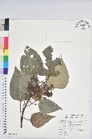 藏品(紅肉橙蘭、華血桐)的圖片