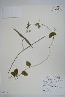 藏品(鷗蔓)的圖片