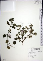 藏品(圓葉金午時花)的圖片