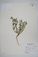 藏品(伏毛天芹菜)的圖片