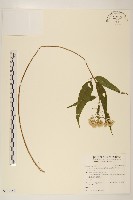 藏品(田代氏澤蘭)的圖片