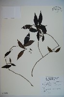 藏品(高山莢迷)的圖片