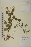 藏品(茯苓菜)的圖片