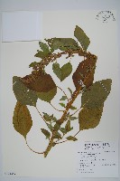 藏品(反枝莧)的圖片