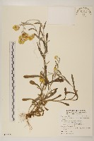 藏品(鼠麴草)的圖片