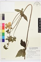 藏品(小白頭翁、野棉花)的圖片