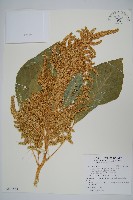 藏品(雁來紅、紅莧、老少年)的圖片