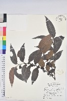 藏品(披針葉饅頭果)的圖片