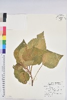 藏品(野桐)的圖片