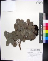 藏品(疏脈赤楠)的圖片