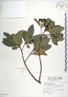 藏品(樹杞)的圖片